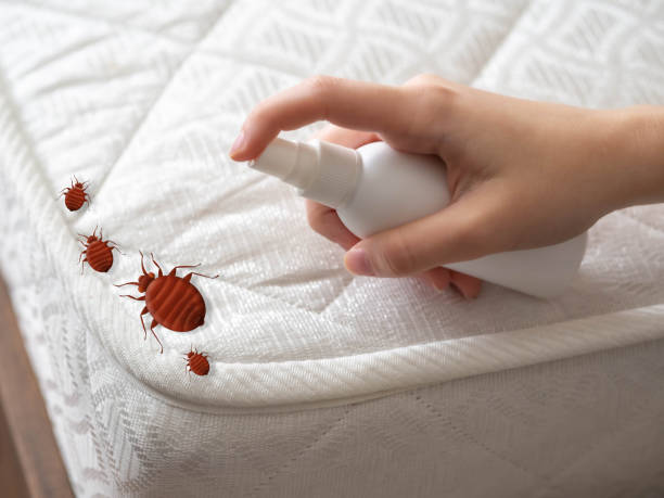 Best Termite Control Services  in Cedar Hills, UT
