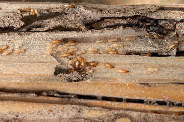 Best Pest Prevention Services  in Cedar Hills, UT